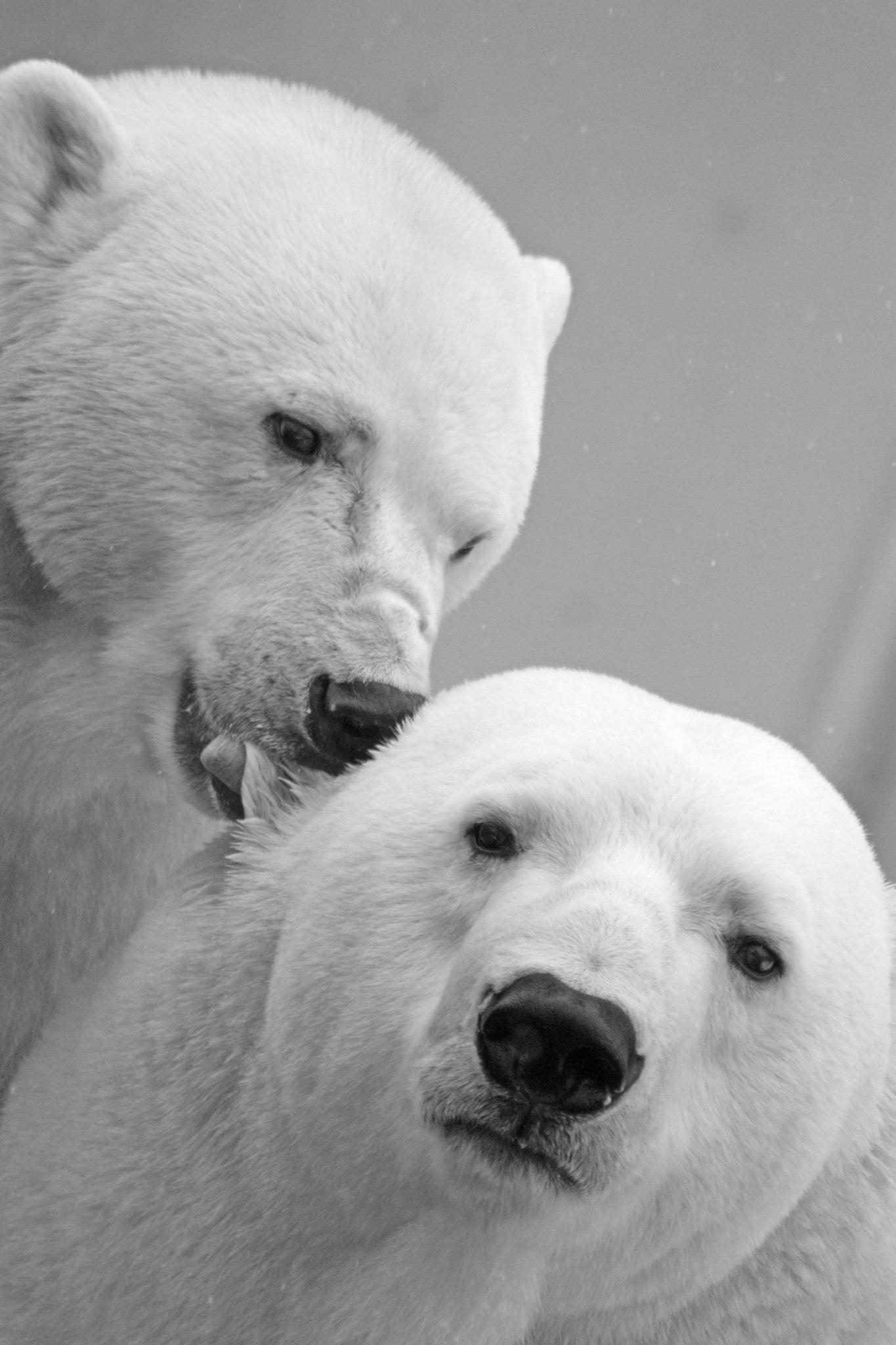 БагБаг торбичка BeaR - 2